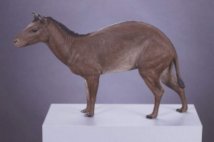 Agipus - fossil horse Agipus - fossil horse